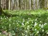 forêt au printemps